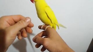 Yellow Ringneck parrot Handtame