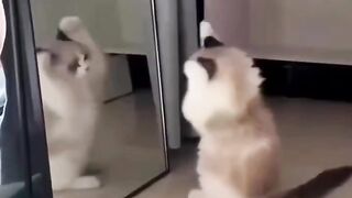 Funny Cats acts