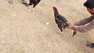 Aseel Murgha Fight Rooster Fight