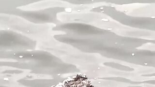 Natural Bird