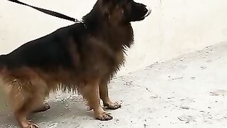 Jarman Shepard triple coat dog