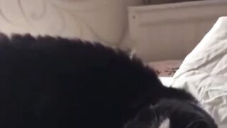 Best Cute Cats????Funny Fail ops Moments Viral Clips