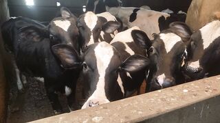 calf bulls gujjar dairy karachi