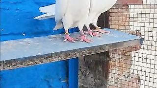 High Flyer Kabotar