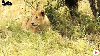 True Battle Of Wild Dogs And Lions _ Cheetah vs Impala, Lion, Discovery Wild Animal Fights