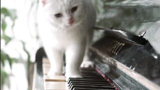 Funny beautiful cats, running with peyano