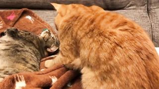 Couple cats on fight mode ????