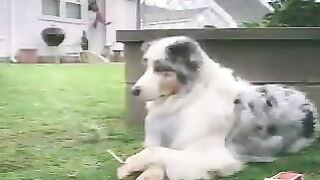 Smoker Dogi