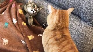 Couple cats on fight mode part 2 ????