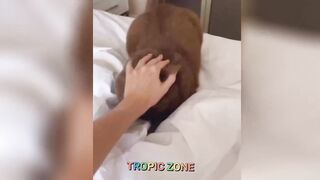 Funny Cat Videos ???? #funny #funnyvideo #cats #kittens