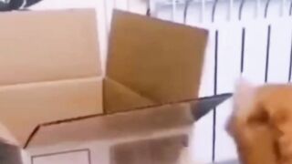 Cat Compilation #cat #animal #shorts #most #viral