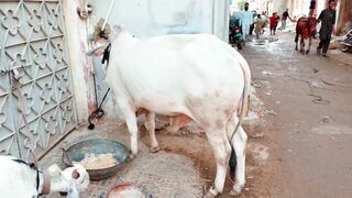 FINALLY COW PURCHASE KARLI BHAI NA APKA