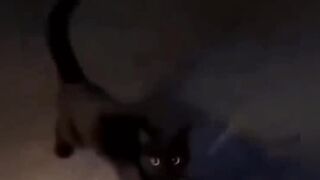 Funny cats video #funny animals