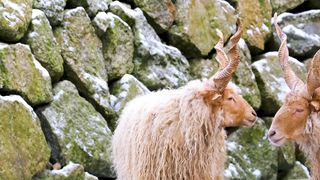 Sheep in Rocky mountains