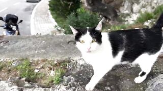 Funny cats moments ????