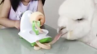 Apple peeling machine..