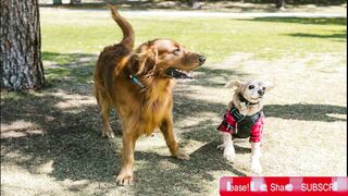 Dog Breeds Types, You asked for it!