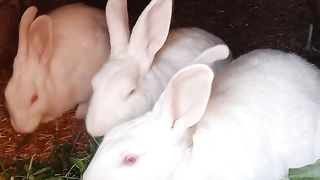 My Rabbit