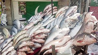 How to Cut Simon Fish to fillet
