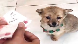 Funny dogs A funny dog is a lovable