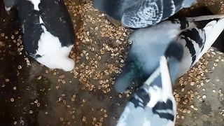 Racing Pigeon japan
