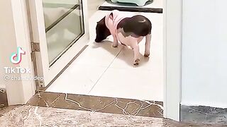 The toilet is busy.