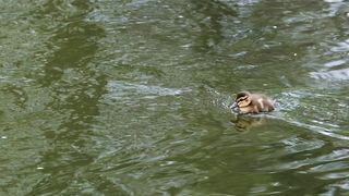 Duck in Water