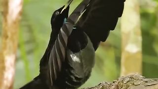 Amazing Bird