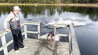 Dogs are the best funny gods