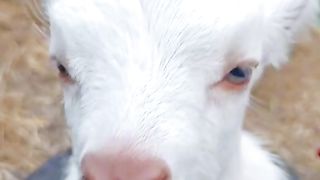 Cute Baby has a cute