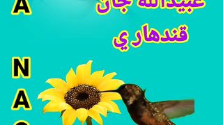ساقي هم په يوه سترګه