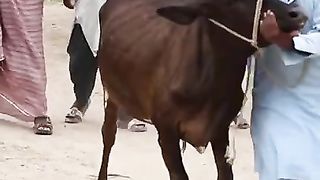 ShraitGayvsAnarikasai