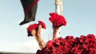 Salam ya Abbas a.s Mola