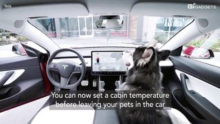 Dog mode Tesla car funny video