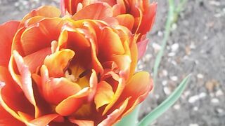 Opening the tulip in the spring