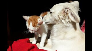САБАЧКИ И КОШЕЧКИ. НАШИ БРАТЬЯ МЕНЬШИЕ