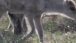 Арктическая тундра. Охота полярного волка на карибу.