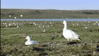 За птичьей колонией наблюдает песец. Эта самка ждала гусей всю зиму.
