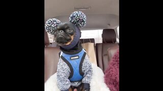 Funny Animals for When You Need to Relax - Best Of The 2022 Funny Animal Videos - TRY NOT TO LAUGH! 3
