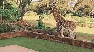 Отель Giraffe Manor,Кения