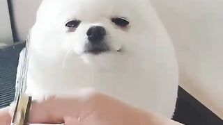 Cute Dog - #1