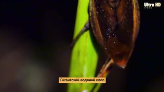 Ухаживание и размножение гигантского водяного клопа.