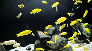 fish sea satisfying  рыбки море satisfaying