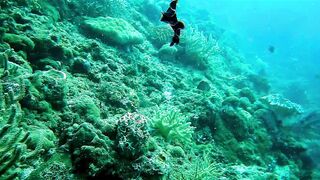 fish sea satisfying