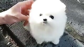 Cute Dog - #2