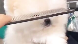 Cute Dog - #3