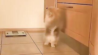 Cute Dog - #4