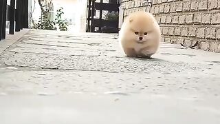 Cute Dog - #5