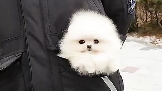 Cute Dog - #6