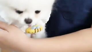 Cute Dog - #7